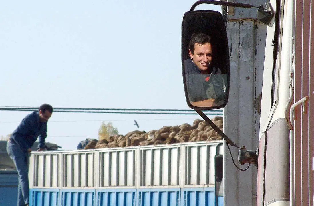 Una larga hilera de camiones cargados con remolacha aguardan turno a la entrada de la azucarera de La Bañeza en el primer día de recogida. Foto: Peio García
