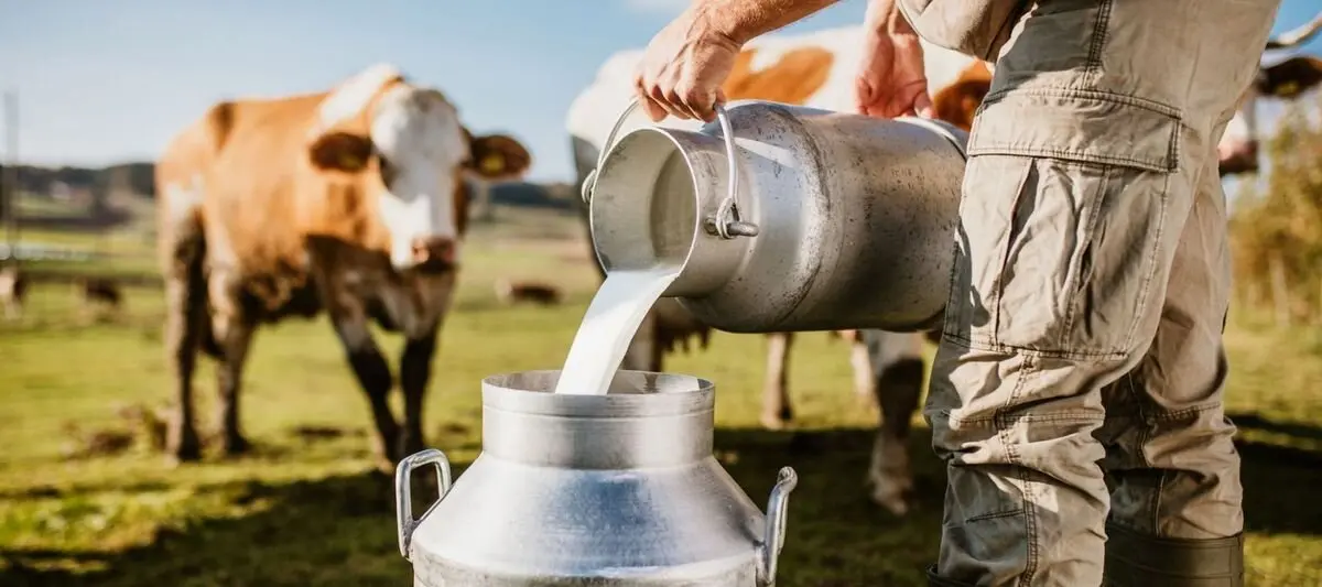 vacunos de la leche