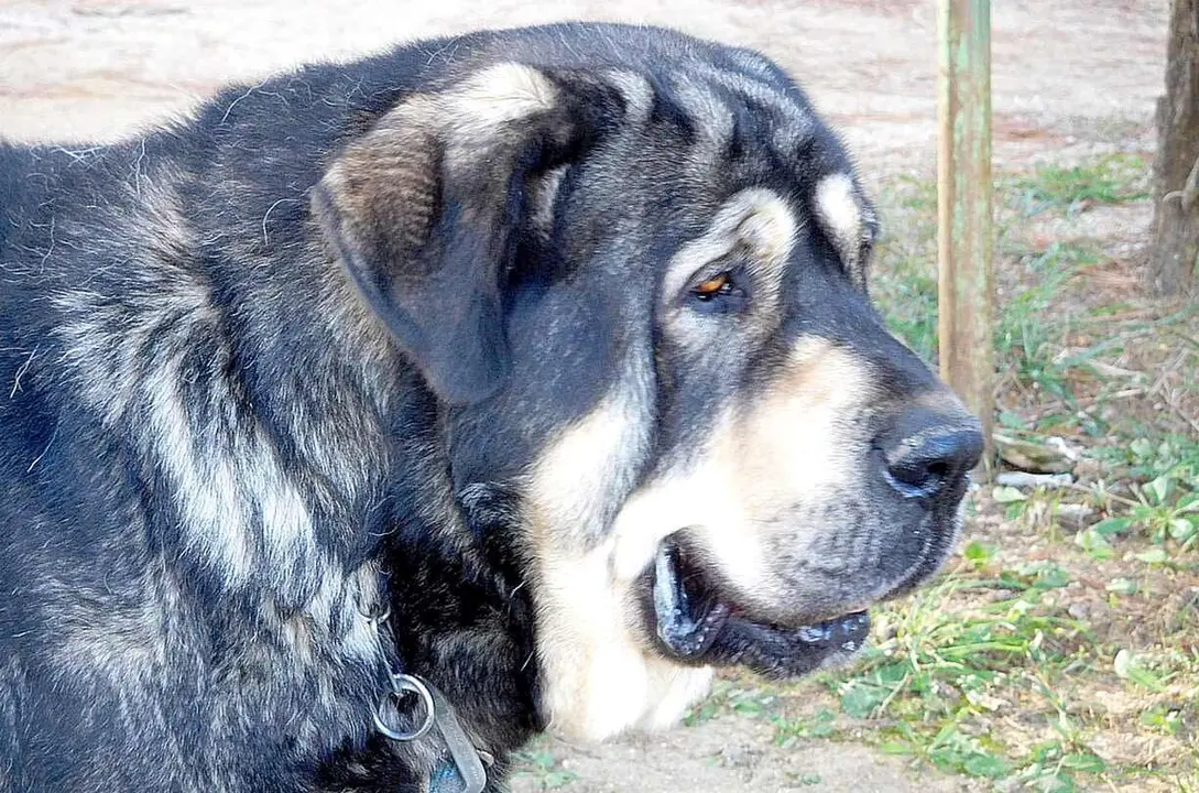 Hasta 70 mastines se podrían dar cita en Camposagrado.