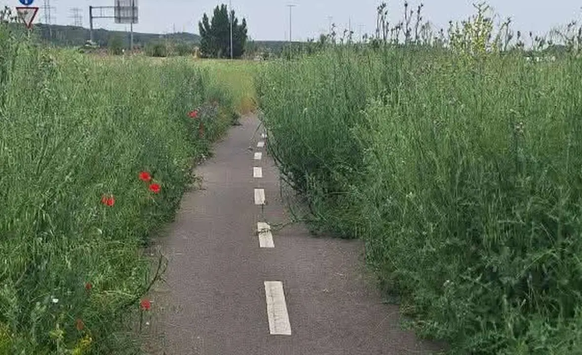 Imagen que se encuentran los ciclistas que usan el carril bici de La Granja.