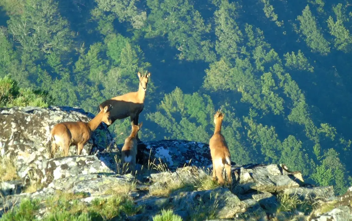 Reserva de Caza de Los Ancares.