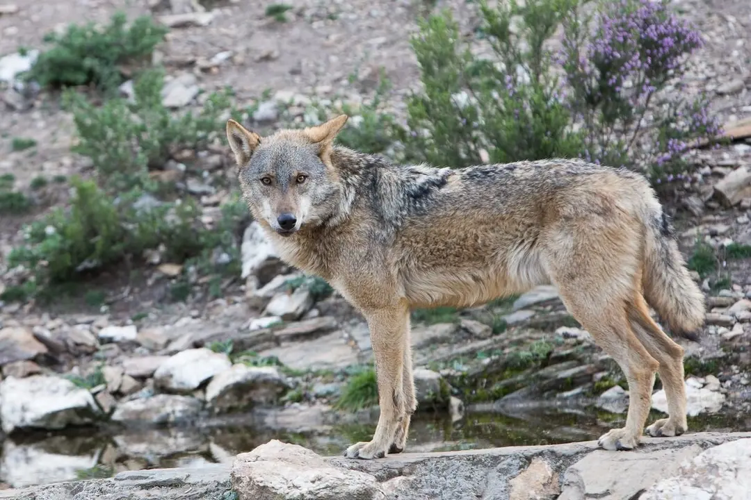 Imagen de un lobo ibérico. / JL LEAL