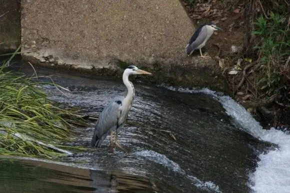 Un ejemplar de garza Ardea cinerea