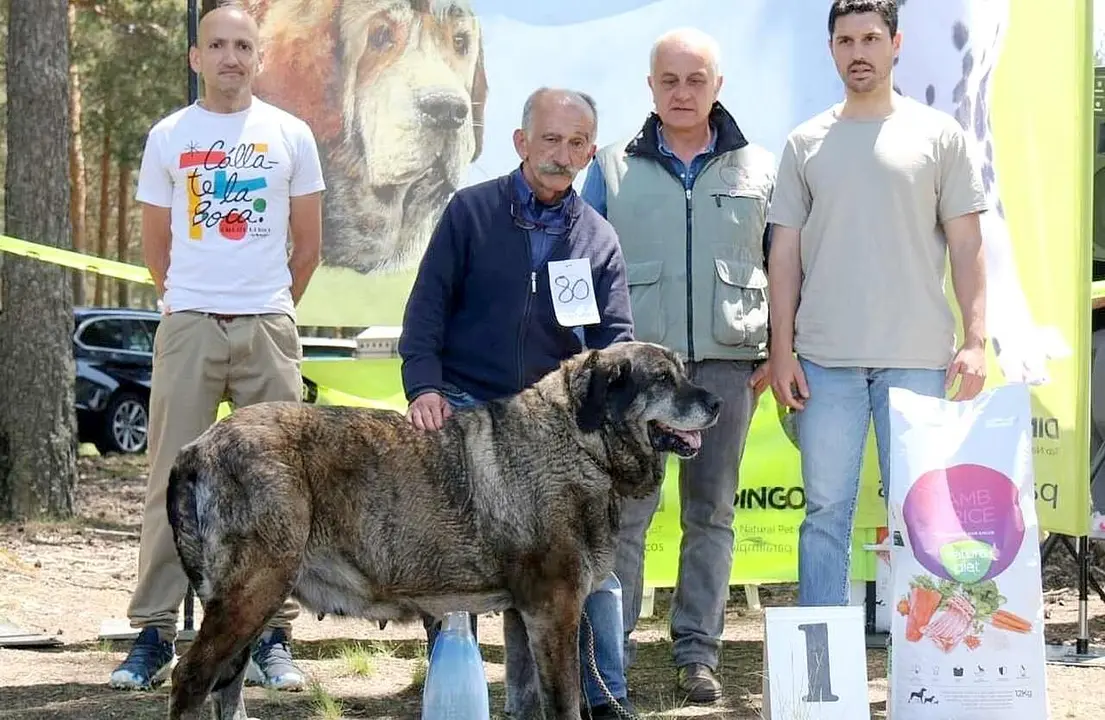 El mejor mastín en Camposagrado posa en el podio.