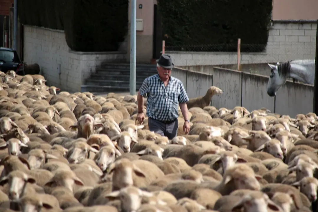 Un rebaño de 2.500 ovejas atraviesa la provincia leonesa camino del Puerto de Fontanales, en Robledo de Caldas, reviviendo una tradición ganadera con siglos de historia. Fotos: Peio García