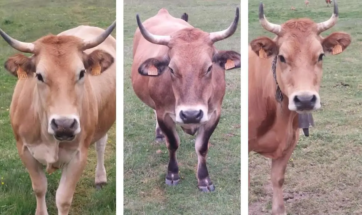 Vacas asturianas en Riotuerto sin autorización ganadera.