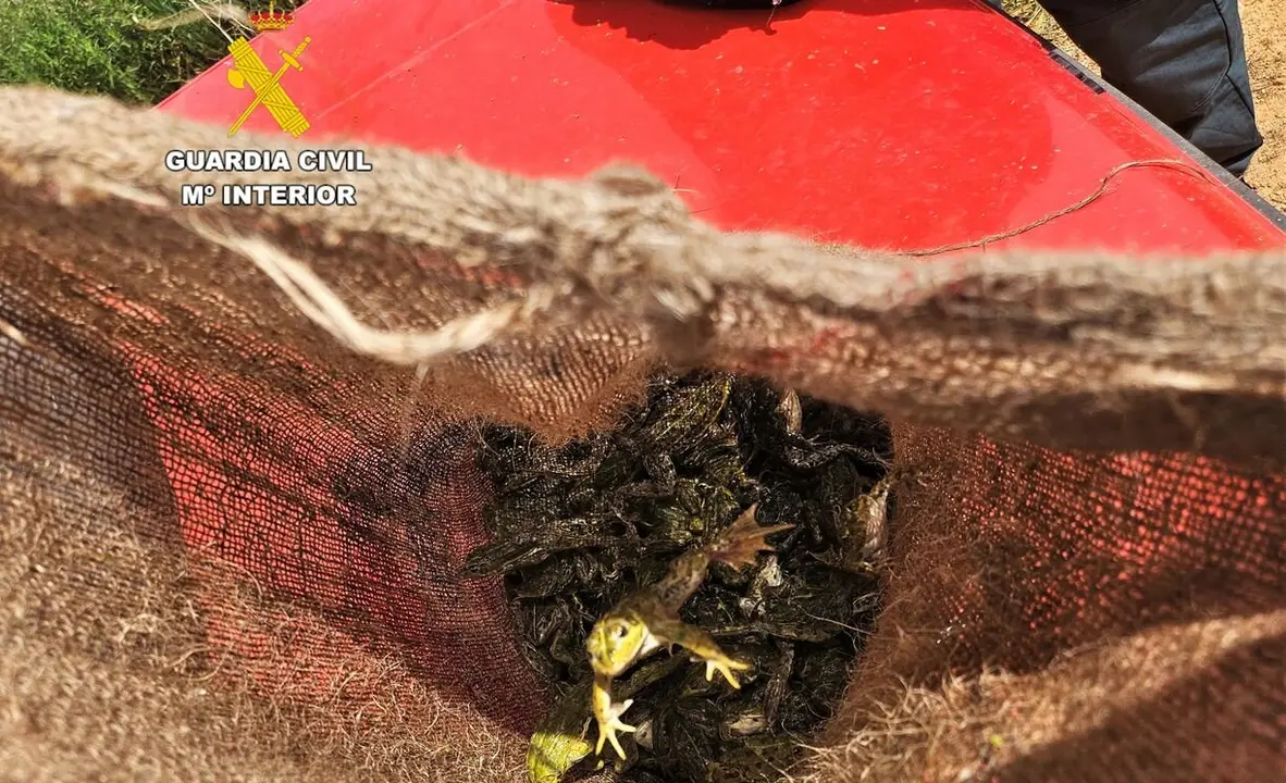 Imagen de las las ranas decomisadas. Foto: Guardia Civil.