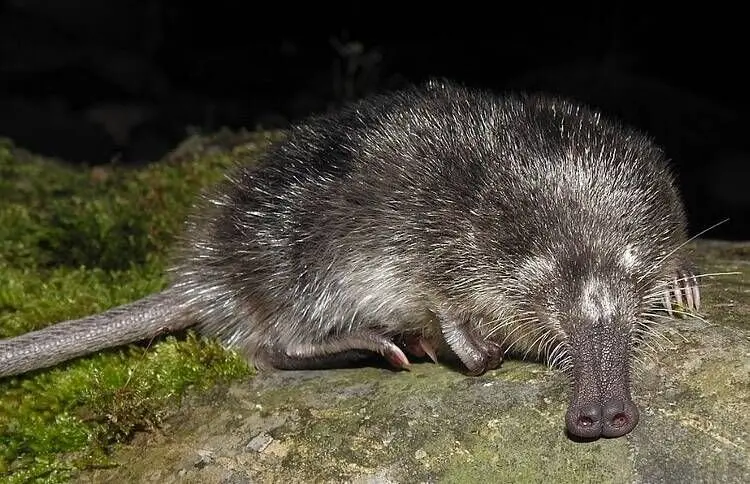 Un ejemplar desmán ibérico. / WWF / J. G. ESTEBAN