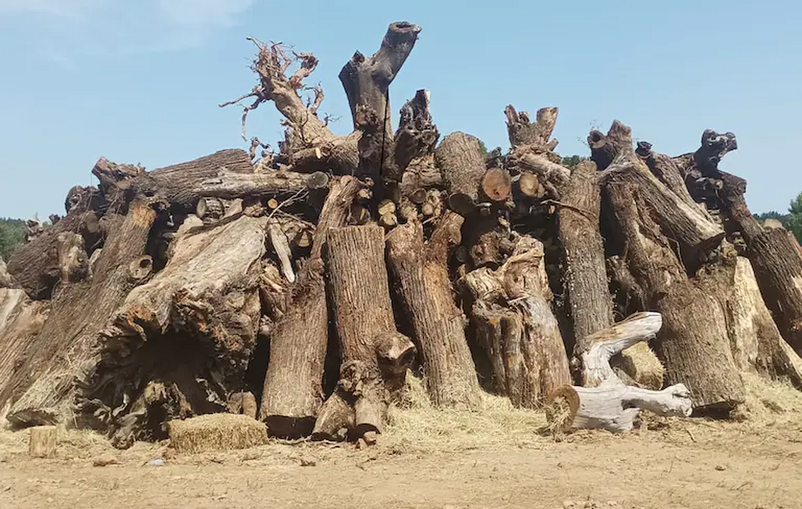 Imagen de la enorme montonera de le&ntilde;a que conforma esta singular y &uacute;nica hoguera en la provincia de Le&oacute;n.