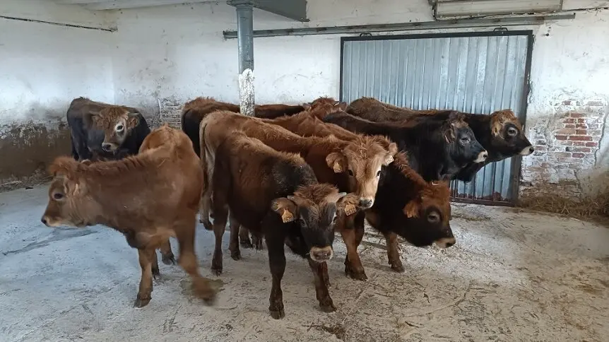Entrada de terneros en las instalaciones de Certysa para su testaje. / Foto: Certysa