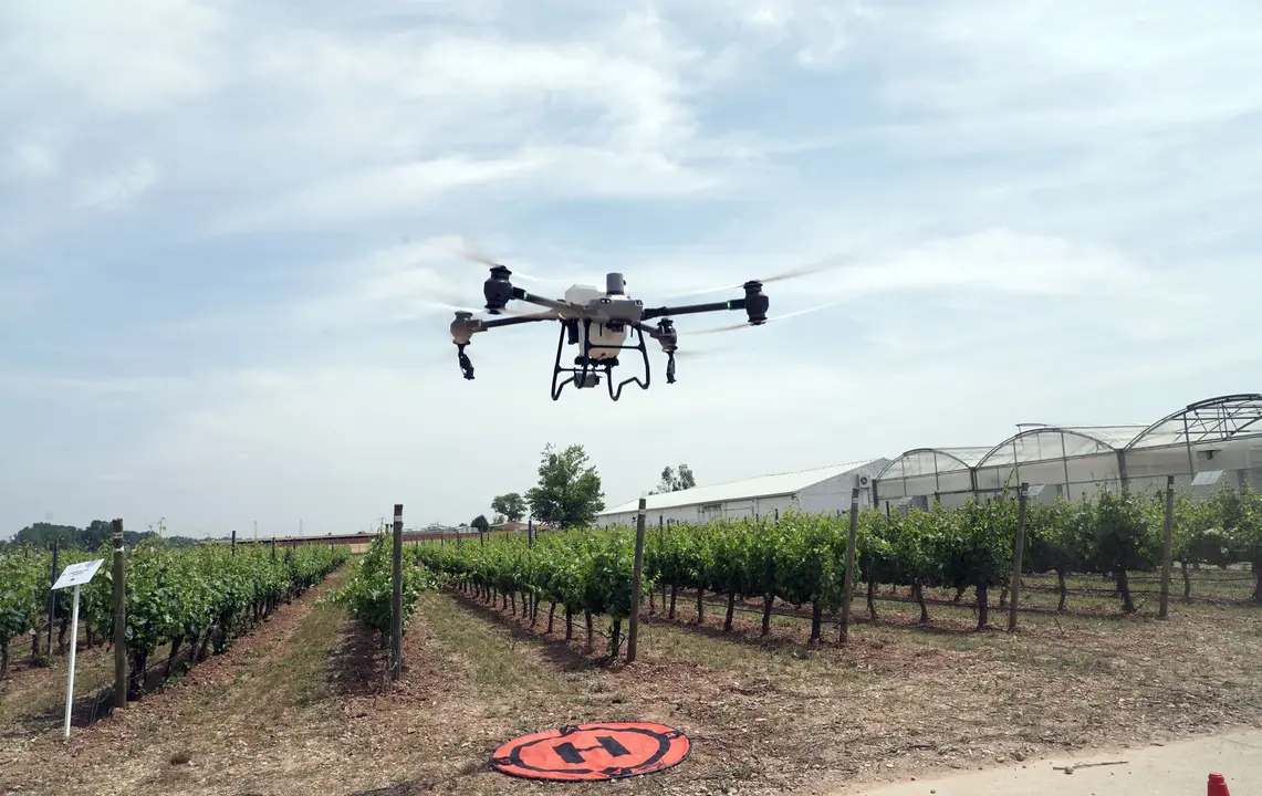 Un dron fumiga un campo de vides en Valladolid