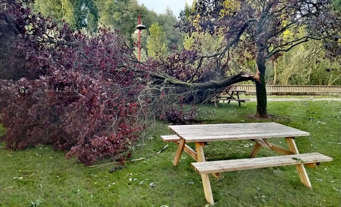 Imagen de un árbol caído este viernes como consecuencia de las fuertes rachas de viento este sábado. Foto: Javier Arias