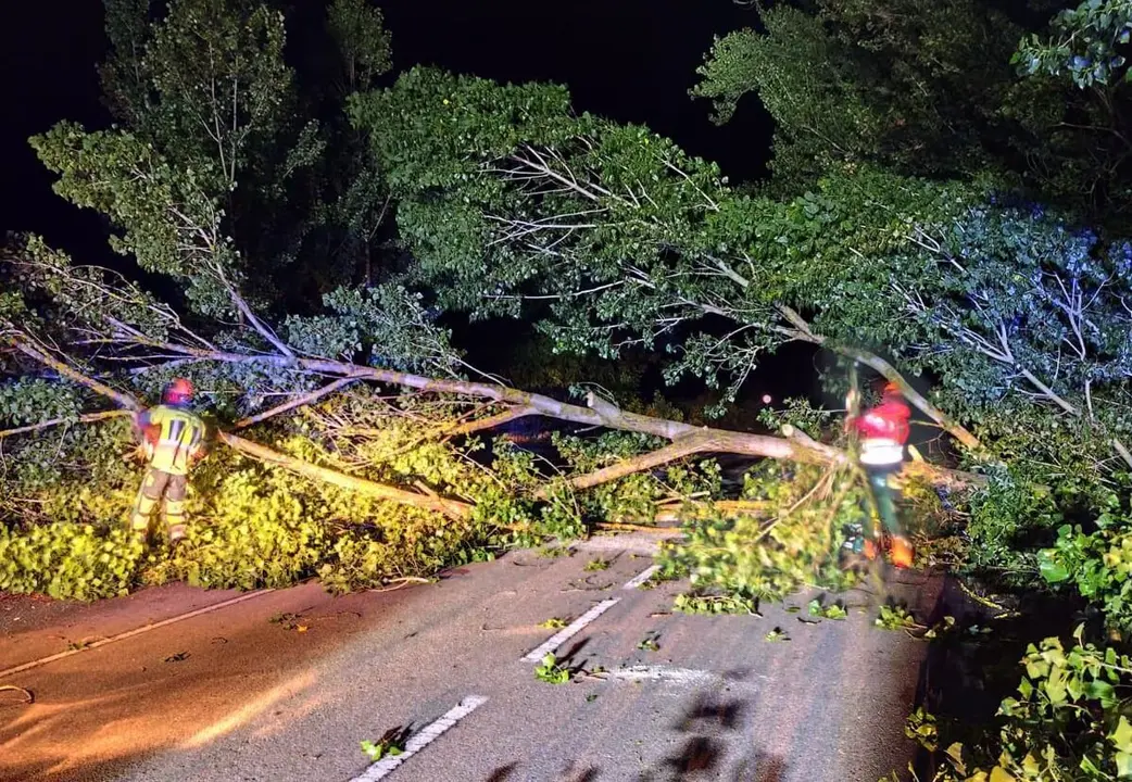 Un árbol cortó la carretera en Calzada de la Valdería. Foto: Sepeis