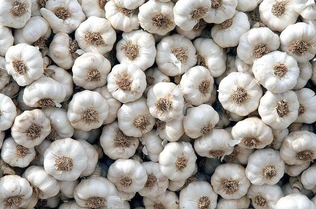 Si hay un mes para el ajo en León está claro, es julio.