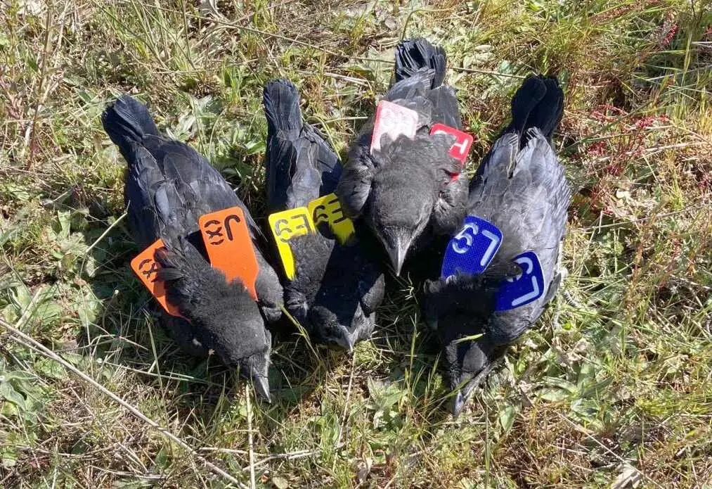 Las cornejas, con sus identificadores.