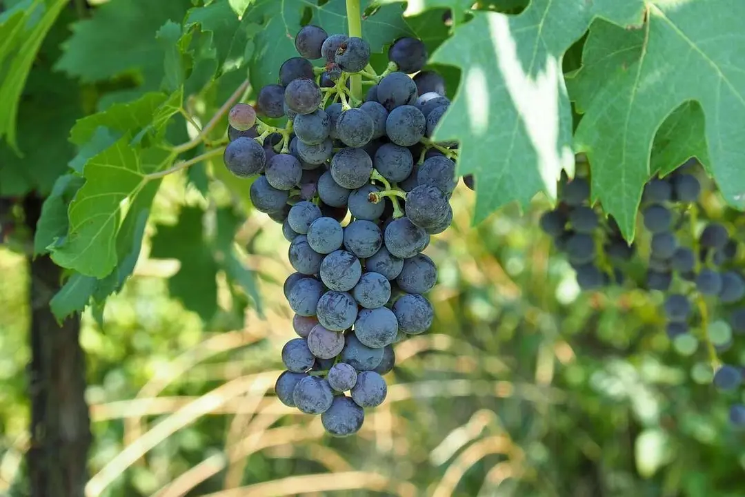 vinos