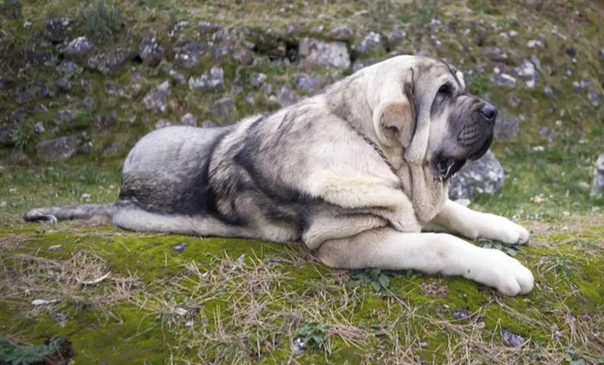 Imagen de un perro mastín; la Diputación quiere impulsar el desarrollo de esta raza.