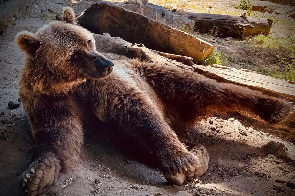 Los osos Luna y Ponderoso llevan más de 30 años en el Coto Escolar.