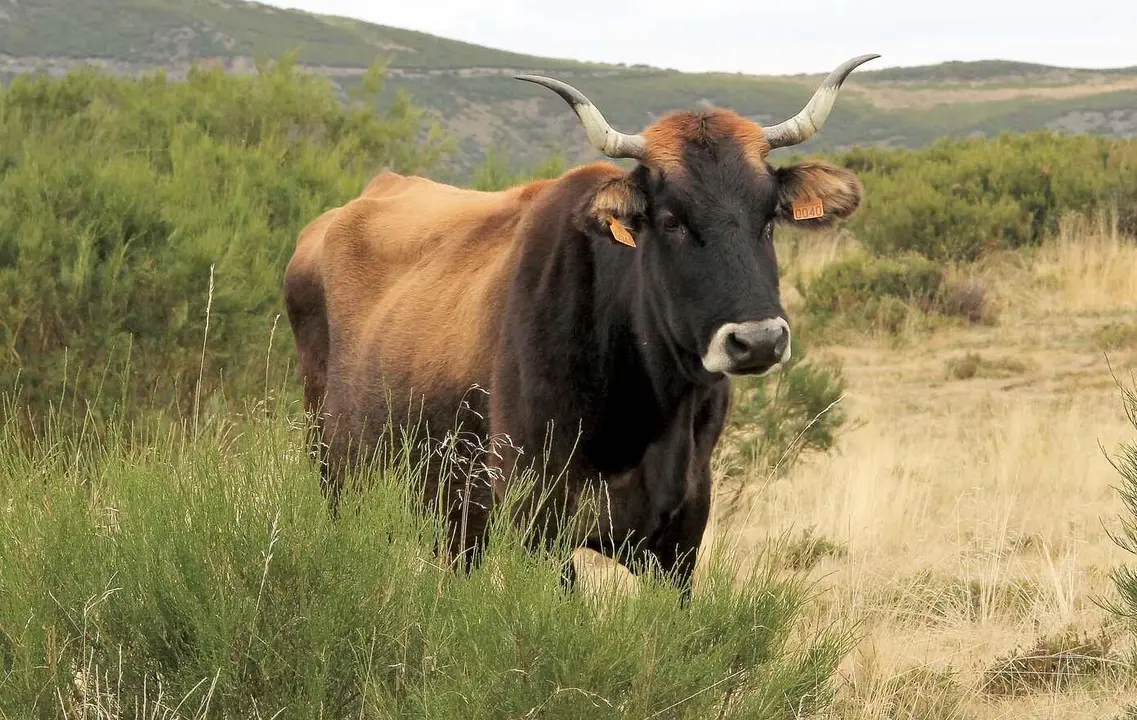 Imagen de una vaca mantequera leonesa. Siete 'compañeras' serán protagonistas en Netflix.