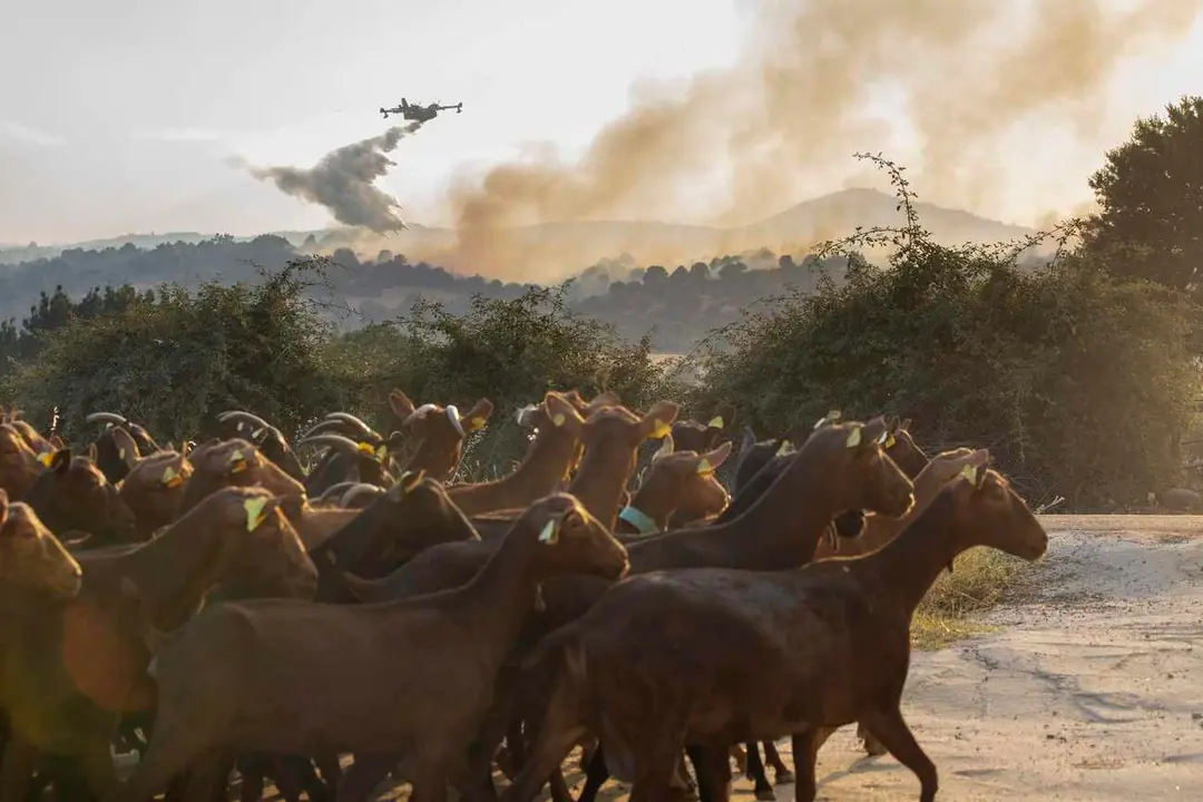 La Junta activa la situación operativa dos ante la evolución del incendio de Navaluenga (Ávila).