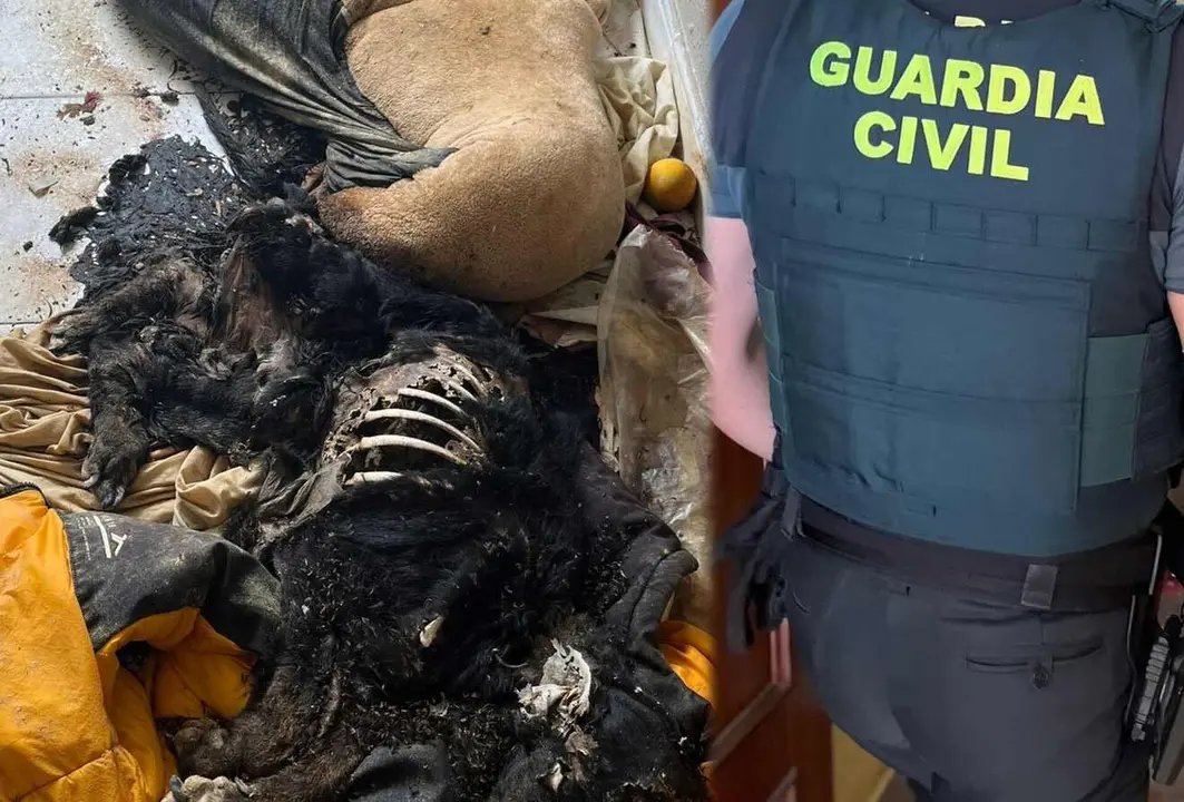 Un guardia civil observa las evidencias del maltrato animal.