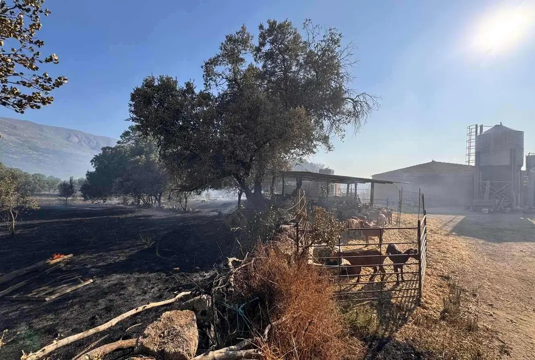 La Junta activa la situación operativa dos ante la evolución del incendio de Navaluenga (Ávila).