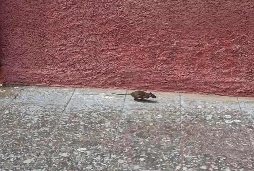 Roedores fotografiados por los vecinos de San Andrés del Rabanedo en los últimos días.