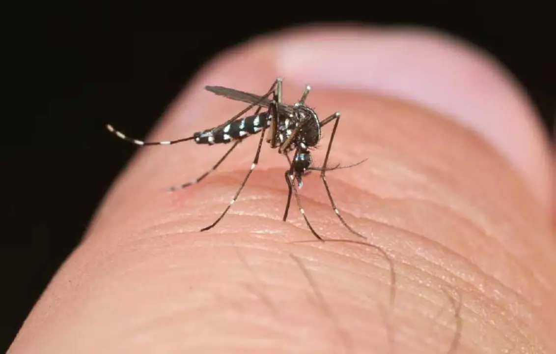 La prevención, clave ante la posible llegada del mosquito tigre.