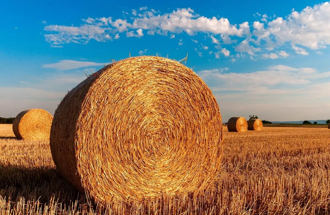 El campo leonés deja sin empacar la mitad de su paja por falta de rentabilidad.