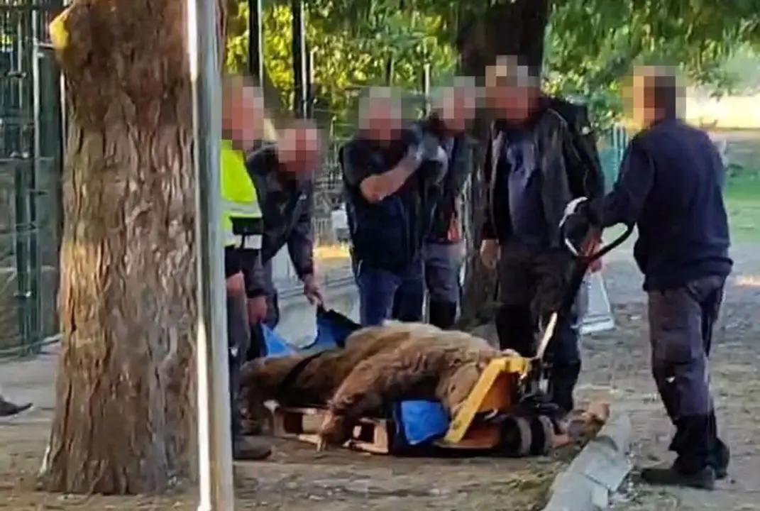 Los osos del Coto Escolar, Luna y Ponderoso, llegarán este miércoles a la que será su nueva casa en Alemania.