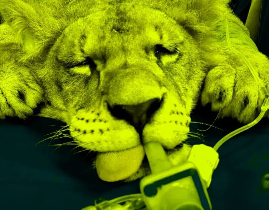 Los leones enfermos
