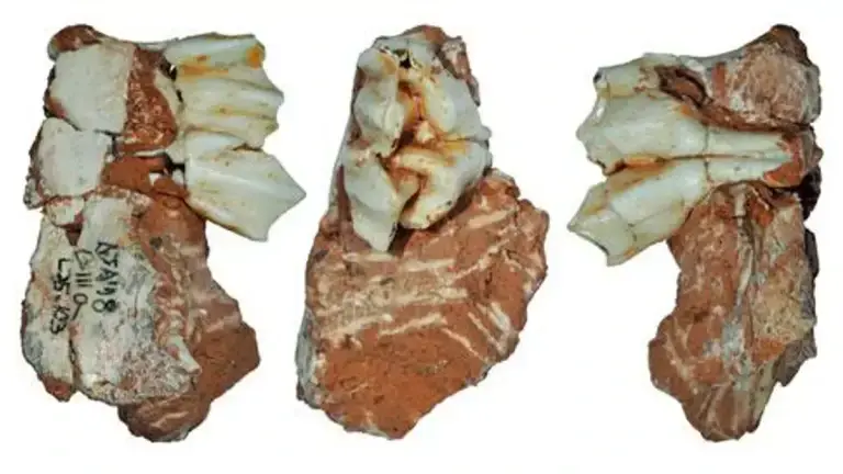 Hallan en Atapuerca la evidencia más antigua de fauna glacial en la península ibérica.