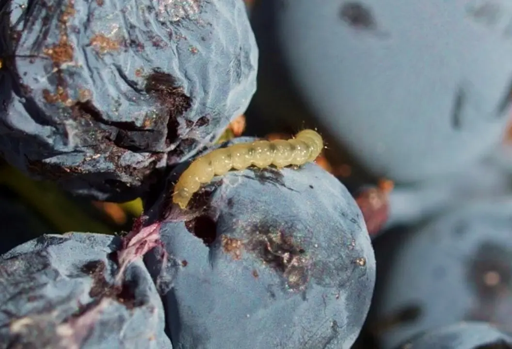 Larva de la polilla de la vid. Foto: Itacyl