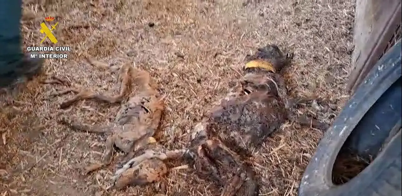 perros Badajoz 1