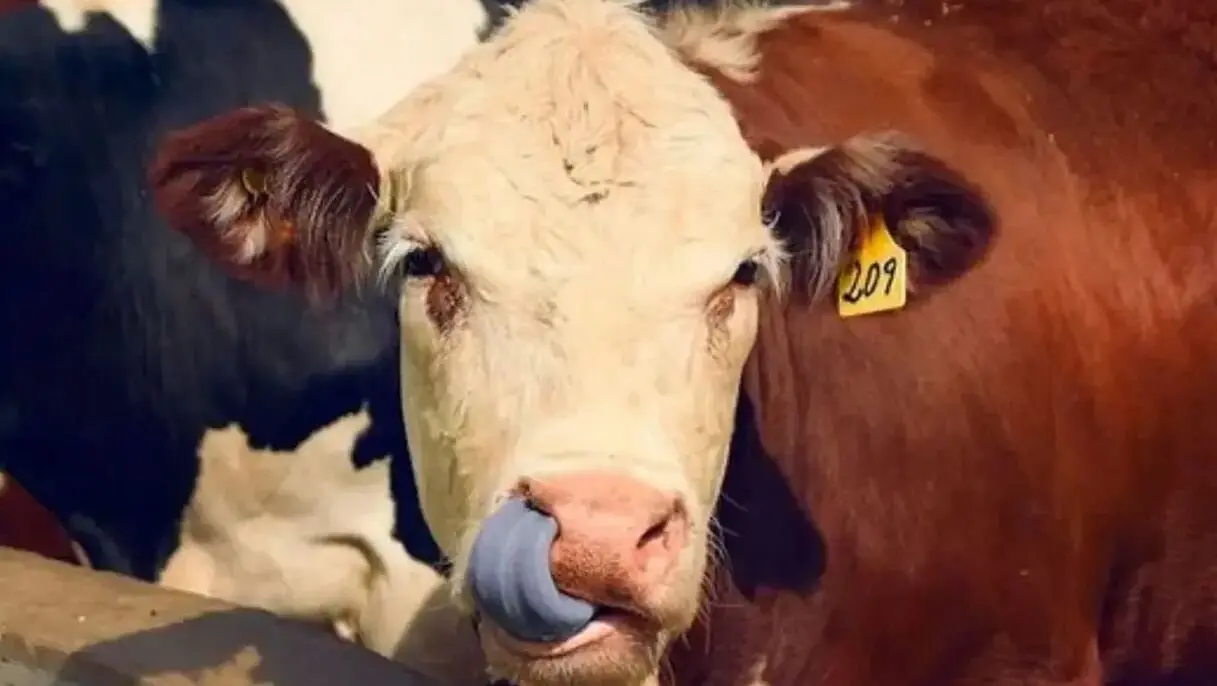 Una vaca afectada por la enfermedad de la lengua azul