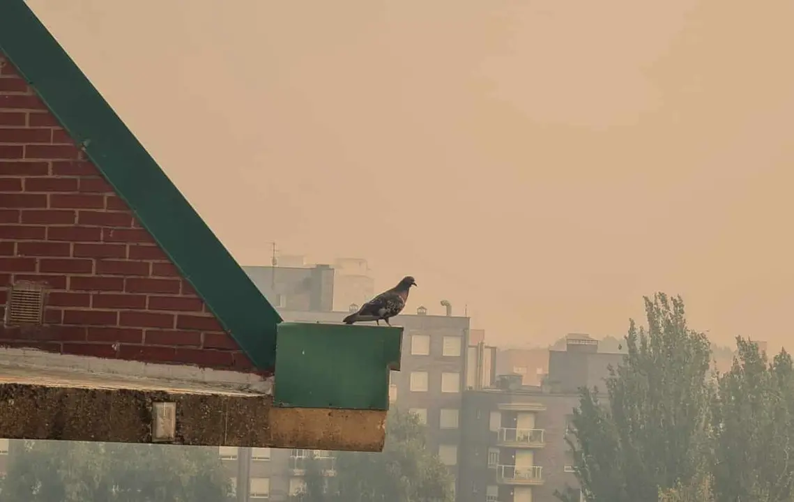 Una paloma, en un tejado de León, con el cielo completamente cubierto por el humo este domingo.