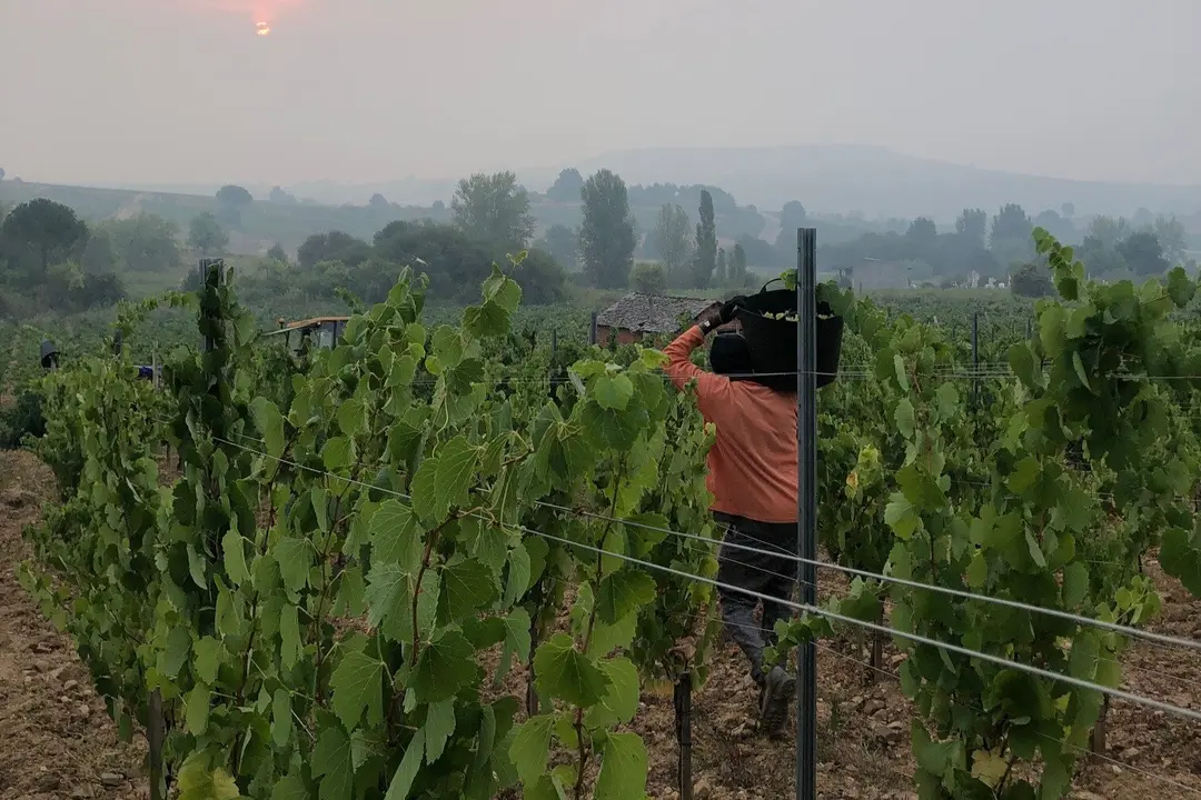 Comienzo de la vendimia en la Bodega Luzdivina Amigo, en Parandones (León)