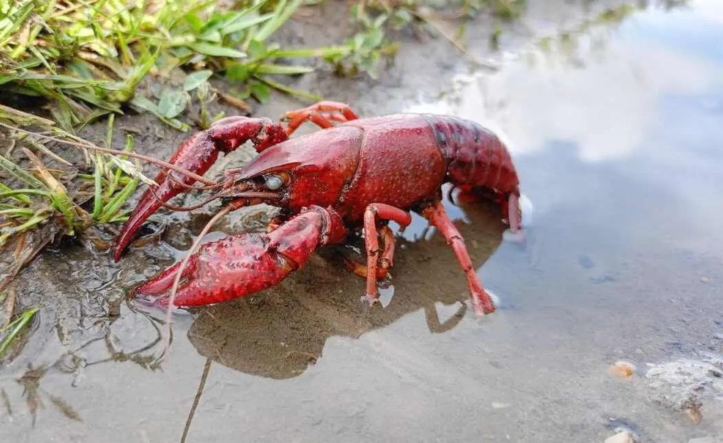 El cangrejo rojo, una de las especies invasoras.