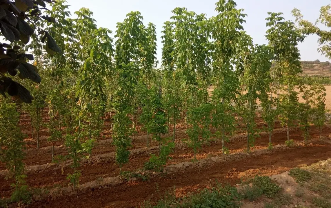 Vivero 1 1