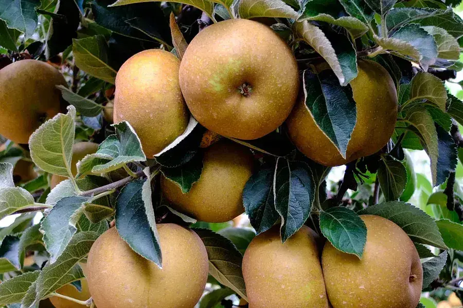 Manzana Reineta del Bierzo.