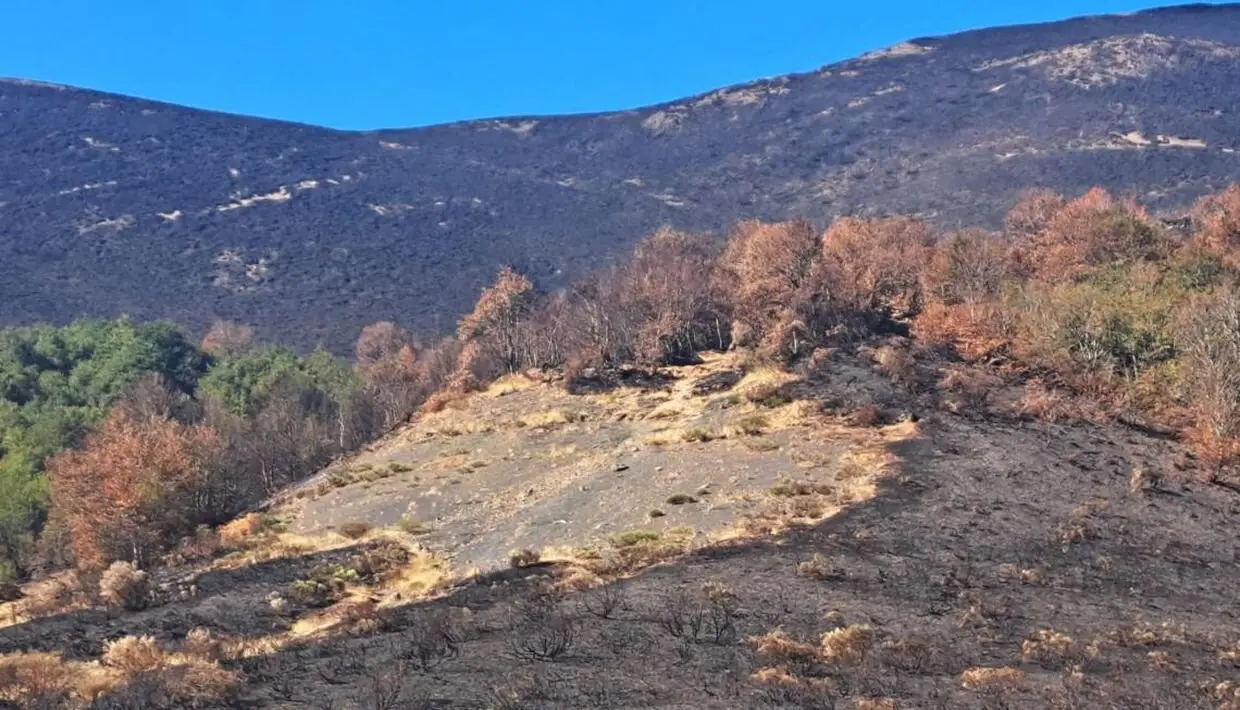 Efectos del incendio forestal en el parque nacional de Picos de Europa.
