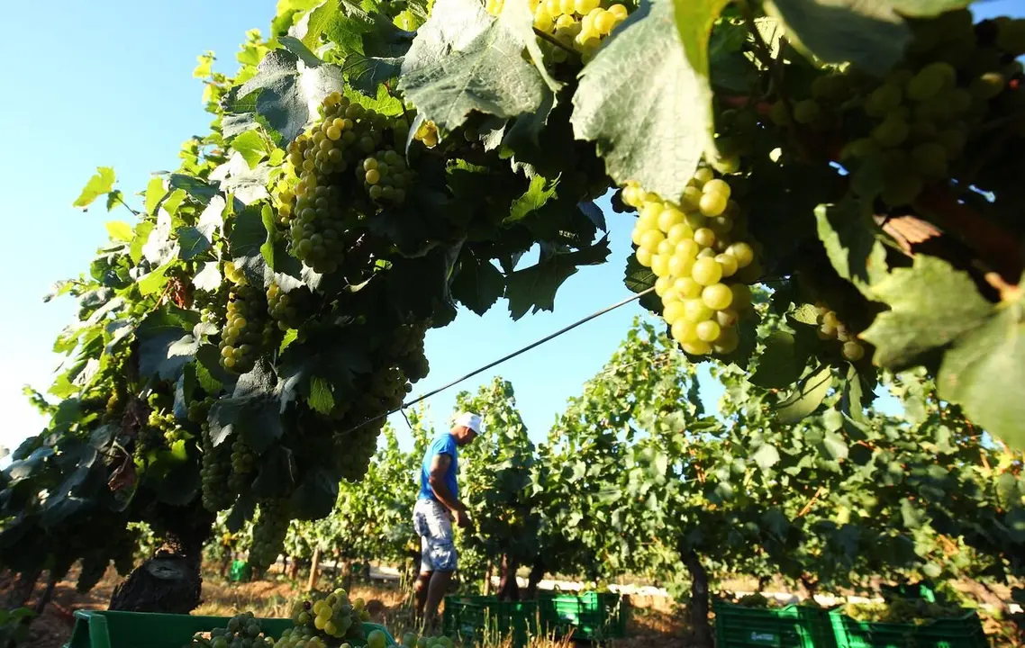Comienzo de la vendimia en el Palacio de Canedo. Foto: César Sánchez.