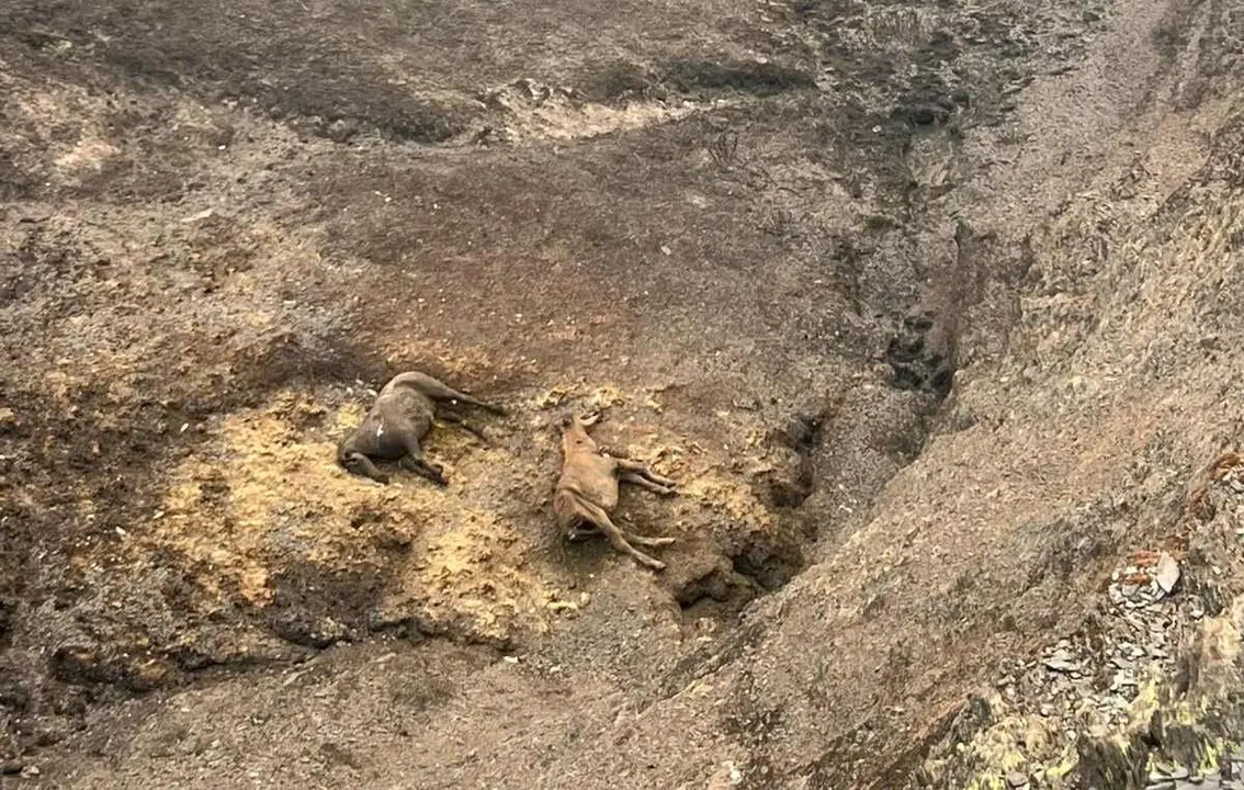 En Barniedo de la Reina, en pleno Parque Regional de Picos de Europa, los ganaderos recorren sus fincas palmo a palmo para recuperar a sus animales, muchos de ellos calcinados.