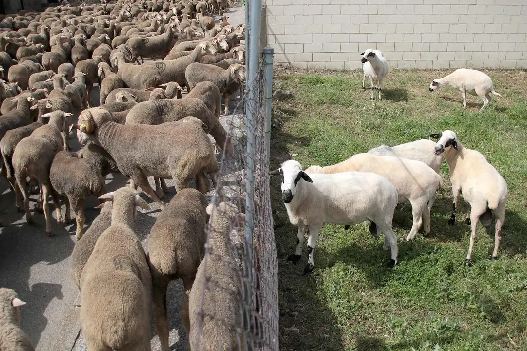Un rebaño de 2.500 ovejas atraviesa León buscando nuevos pastizales; la imagen corresponde al viaje de ida. Foto: Peio García