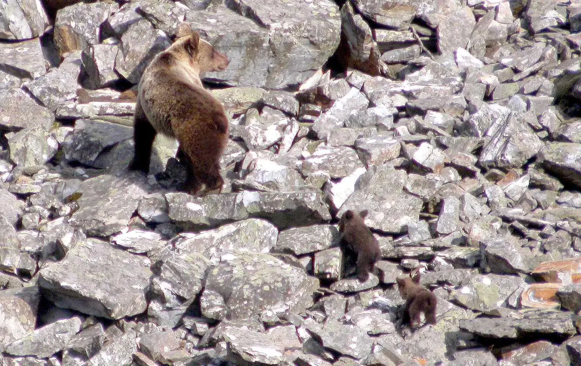 Osa con dos crías fotografiada en la primavera de 2006 en el norte de León