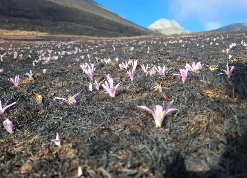 Flores de 'quitameriendas' comienzan a brotar entre las cenizas de los incendios forestales en la montaña leonesa. Foto: Valle de Valdeón