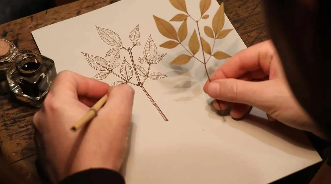 ilustracion-botanica-a-tinta-01