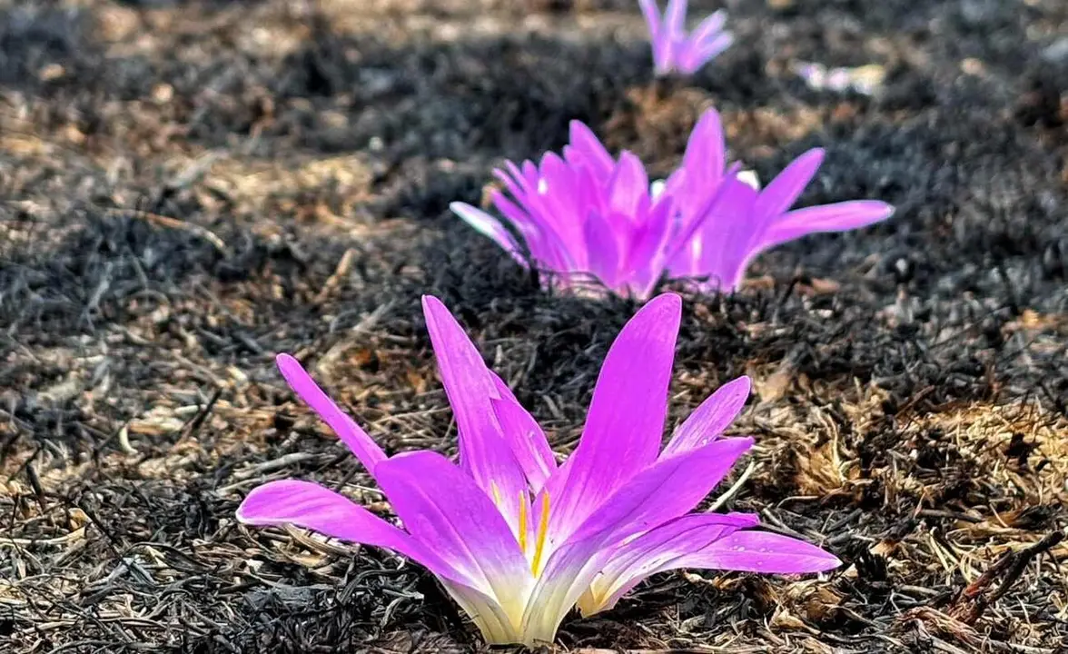 Flores sobre cenizas. Fotografía de Carlos Fernández Morán.