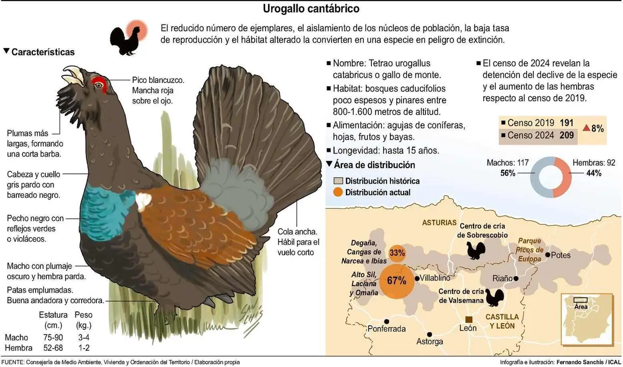 Infografía sobre áreas de ocupación del urogallo cantábrico.