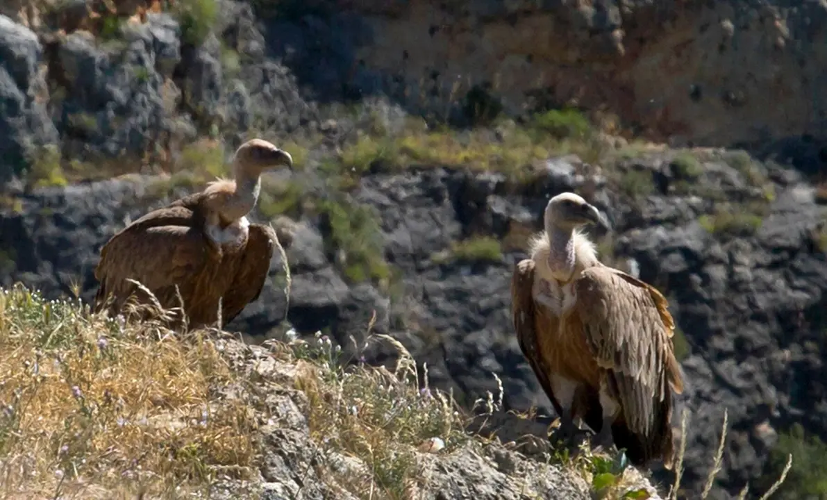 Buitres en las Hoces del Duratón